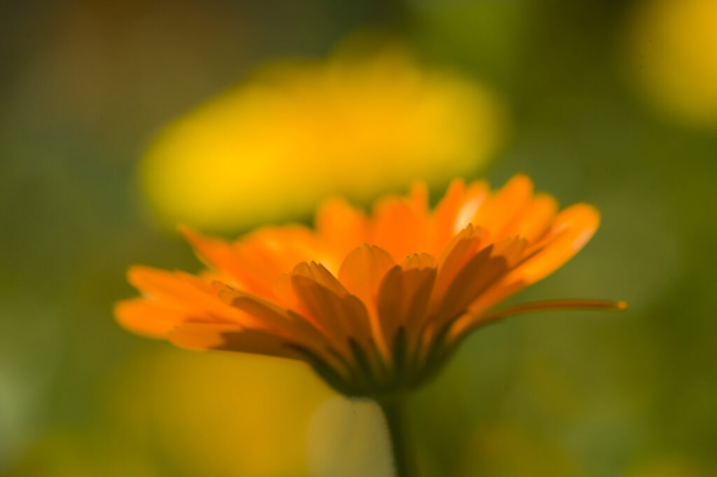 Hof Neufallenbach - Ringelblume - Vort-Ort-Kurs - Familie Beatrice und Walli Bissig, Grafenort