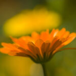 Hof Neufallenbach - Ringelblume - Vort-Ort-Kurs - Familie Beatrice und Walli Bissig, Grafenort